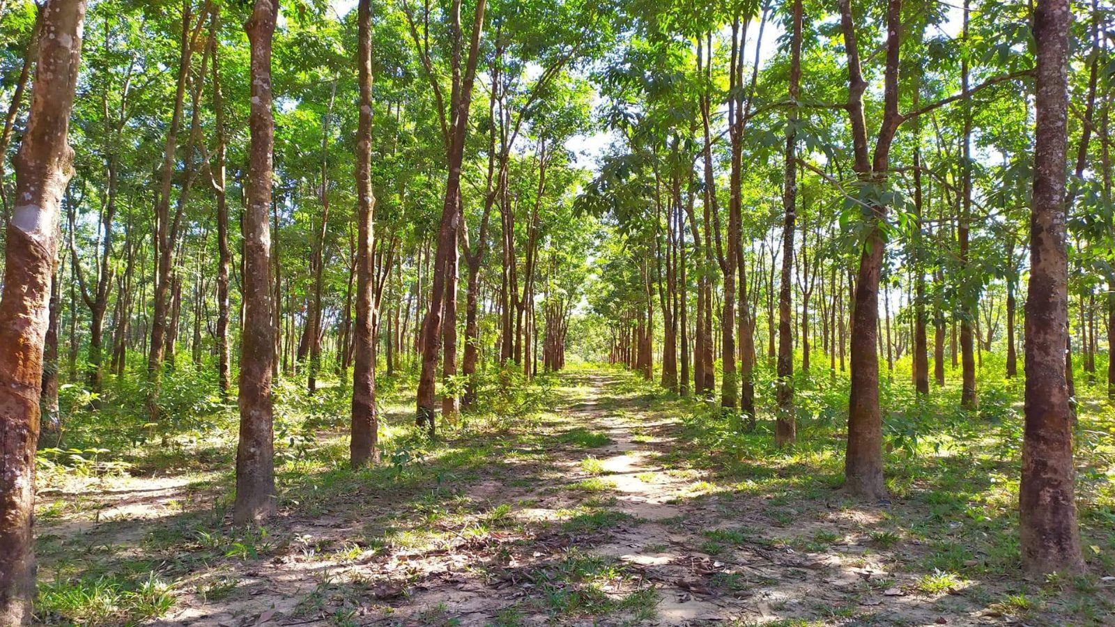 সন্তোষপুর রাবার বাগান: ছবি ২