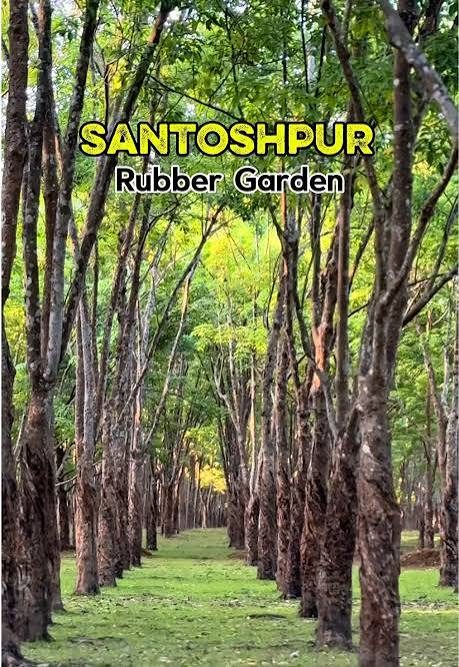 সন্তোষপুর রাবার বাগান: ছবি ৩