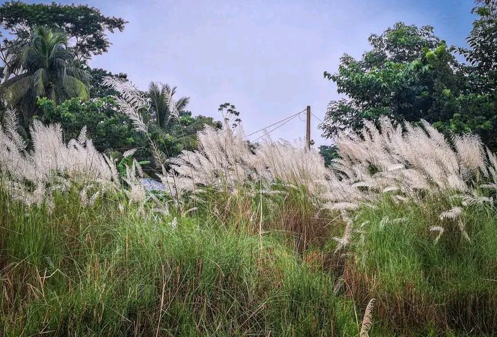 বানারীপাড়া ফেরিঘাট রোড: ছবি ৩
