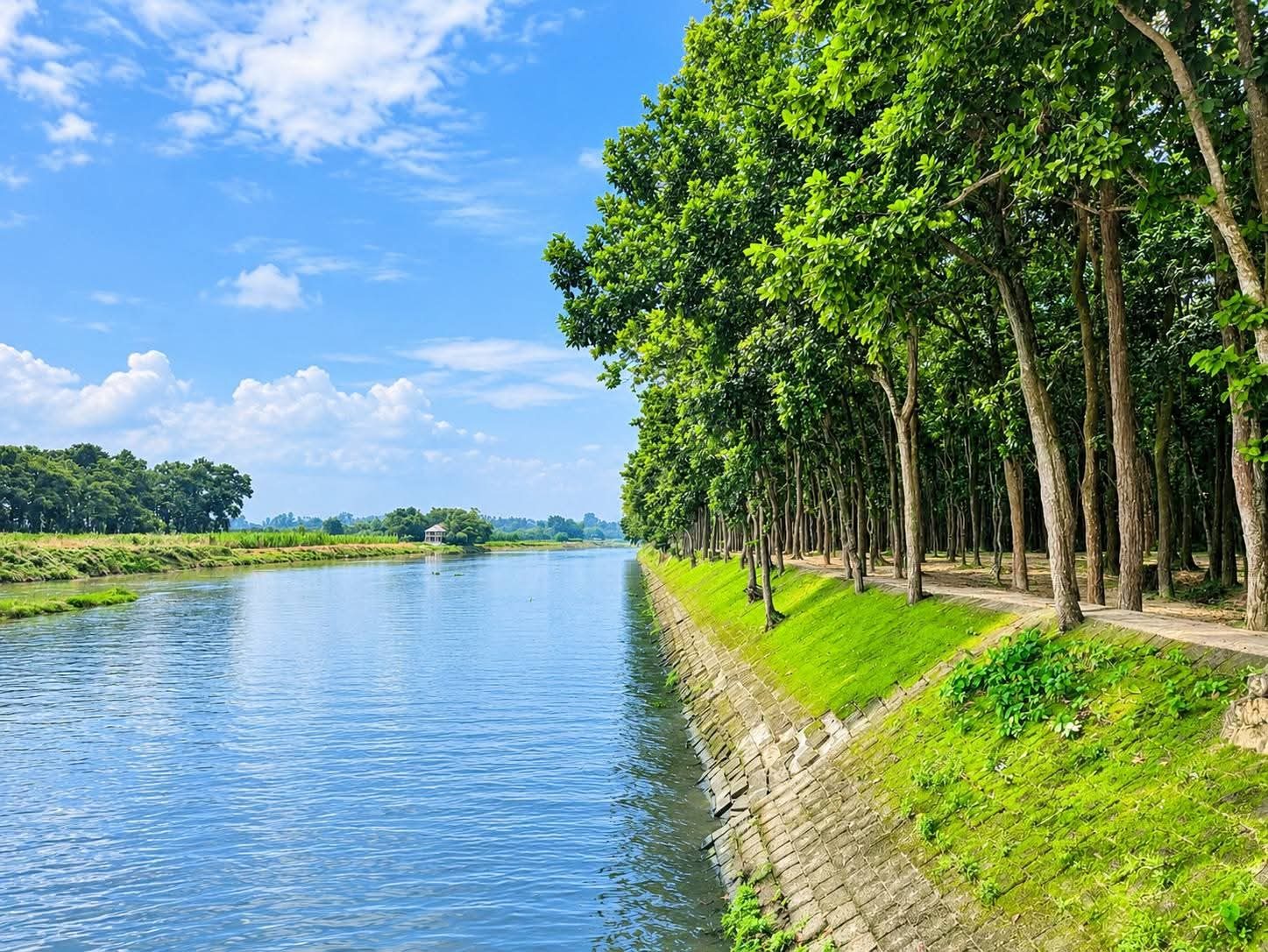 সাগুনী শালবন: ছবি ২