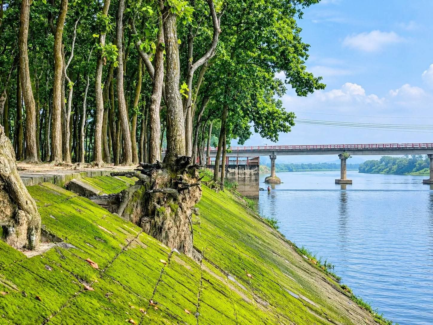 সাগুনী শালবন: ছবি ৩