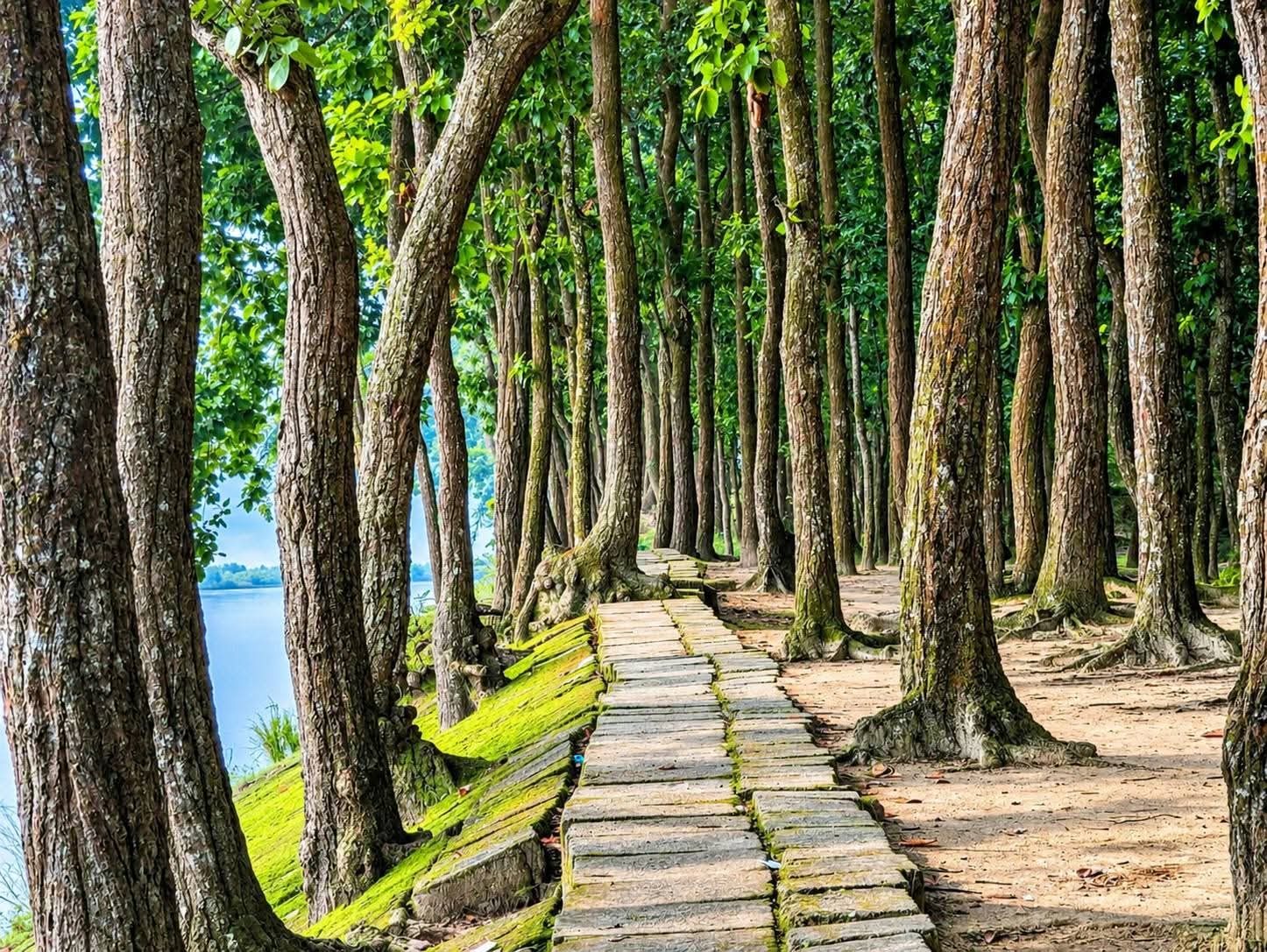 সাগুনী শালবন: ছবি ৫
