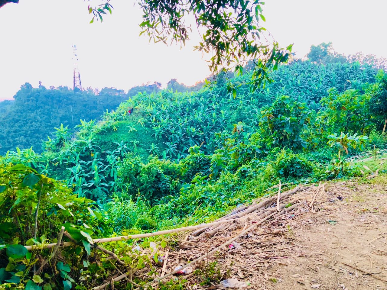 মিরিঞ্জা ভ্যালি (Mirinja Valley): ছবি ৫