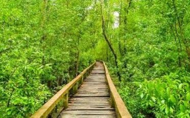 সুরঞ্জনা ইকো ট্যুরিজম: ছবি ১০