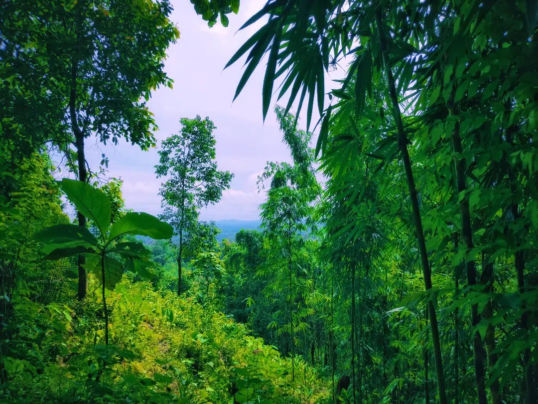 হাতি মাথা স্বর্গের সিড়ি: ছবি ৩