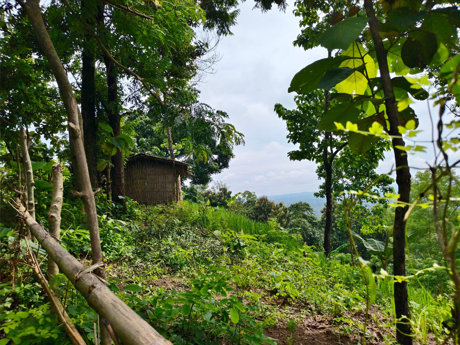 হাতি মাথা স্বর্গের সিড়ি: ছবি ৫