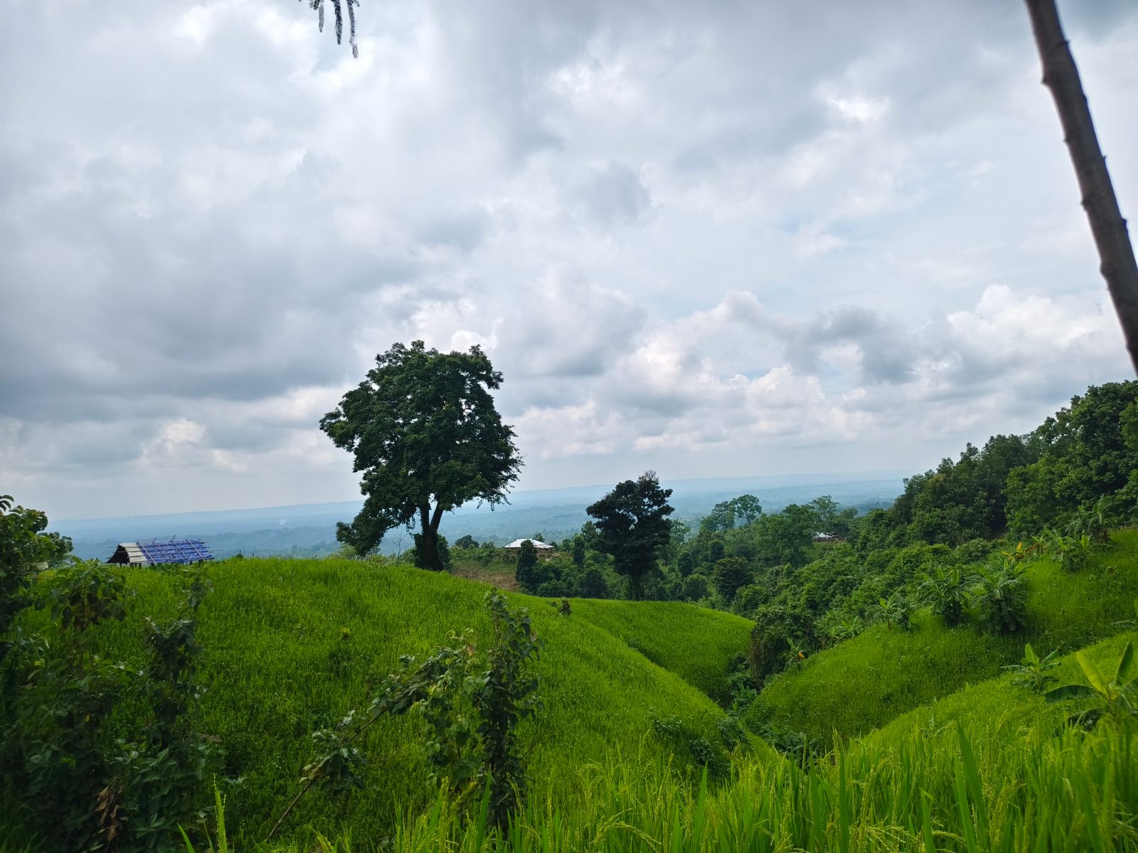 হাতি মাথা স্বর্গের সিড়ি: ছবি ৮