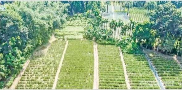 খোলাবাড়িয়া ঔষধি গ্রাম: ছবি ২