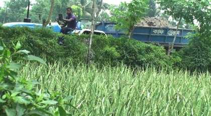 খোলাবাড়িয়া ঔষধি গ্রাম: ছবি ৪