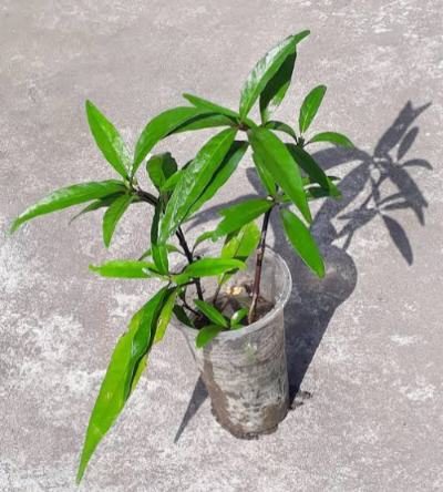 খোলাবাড়িয়া ঔষধি গ্রাম: ছবি ৫