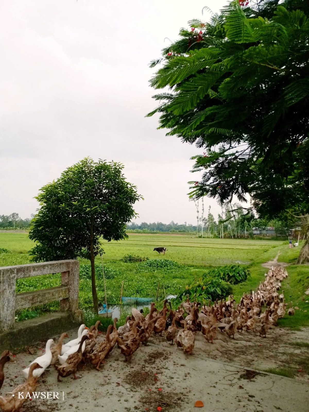 বেঁতুয়া ব্রীজ: ছবি ২
