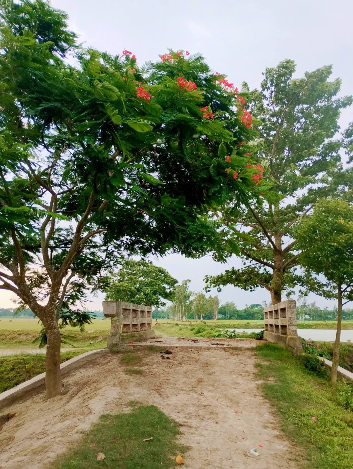 বেঁতুয়া ব্রীজ: ছবি ৪