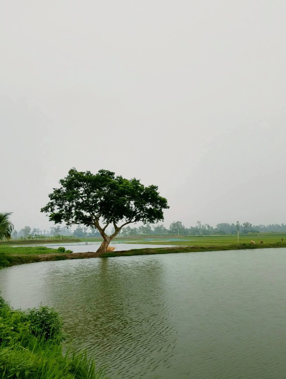 বেঁতুয়া ব্রীজ: ছবি ৫