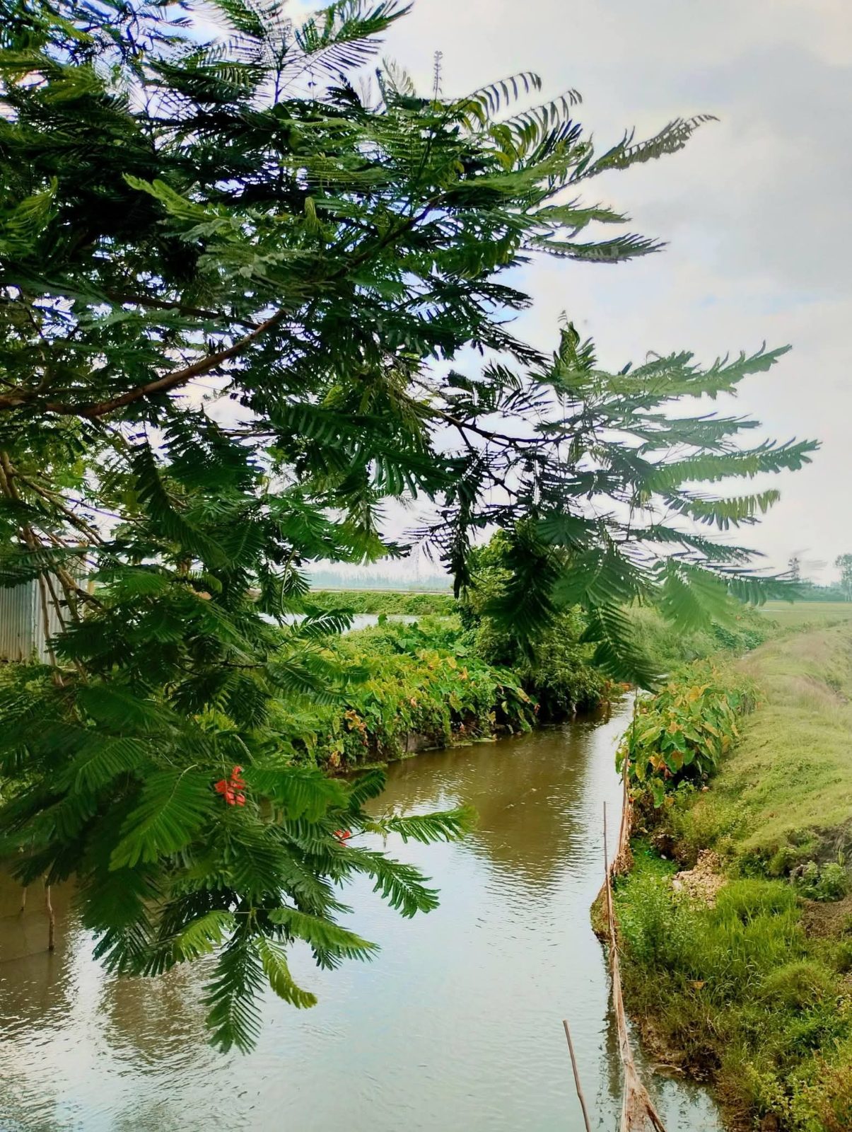 বেঁতুয়া ব্রীজ: ছবি ৬