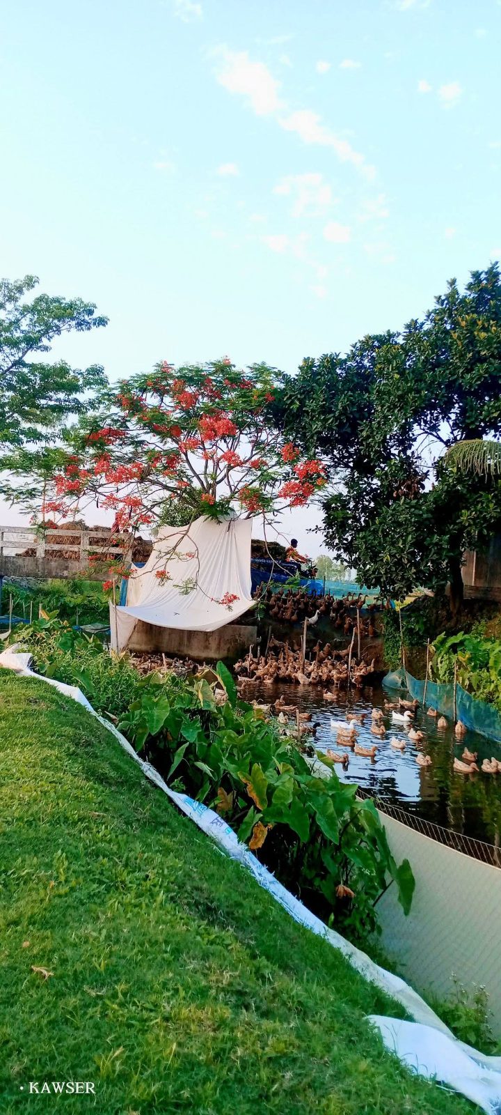 বেঁতুয়া ব্রীজ: ছবি ৮