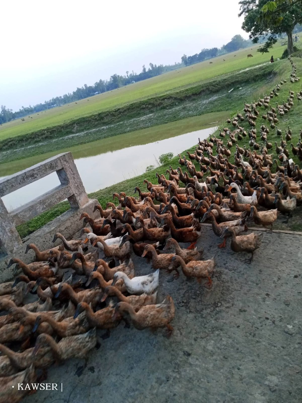 বেঁতুয়া ব্রীজ: ছবি ১০