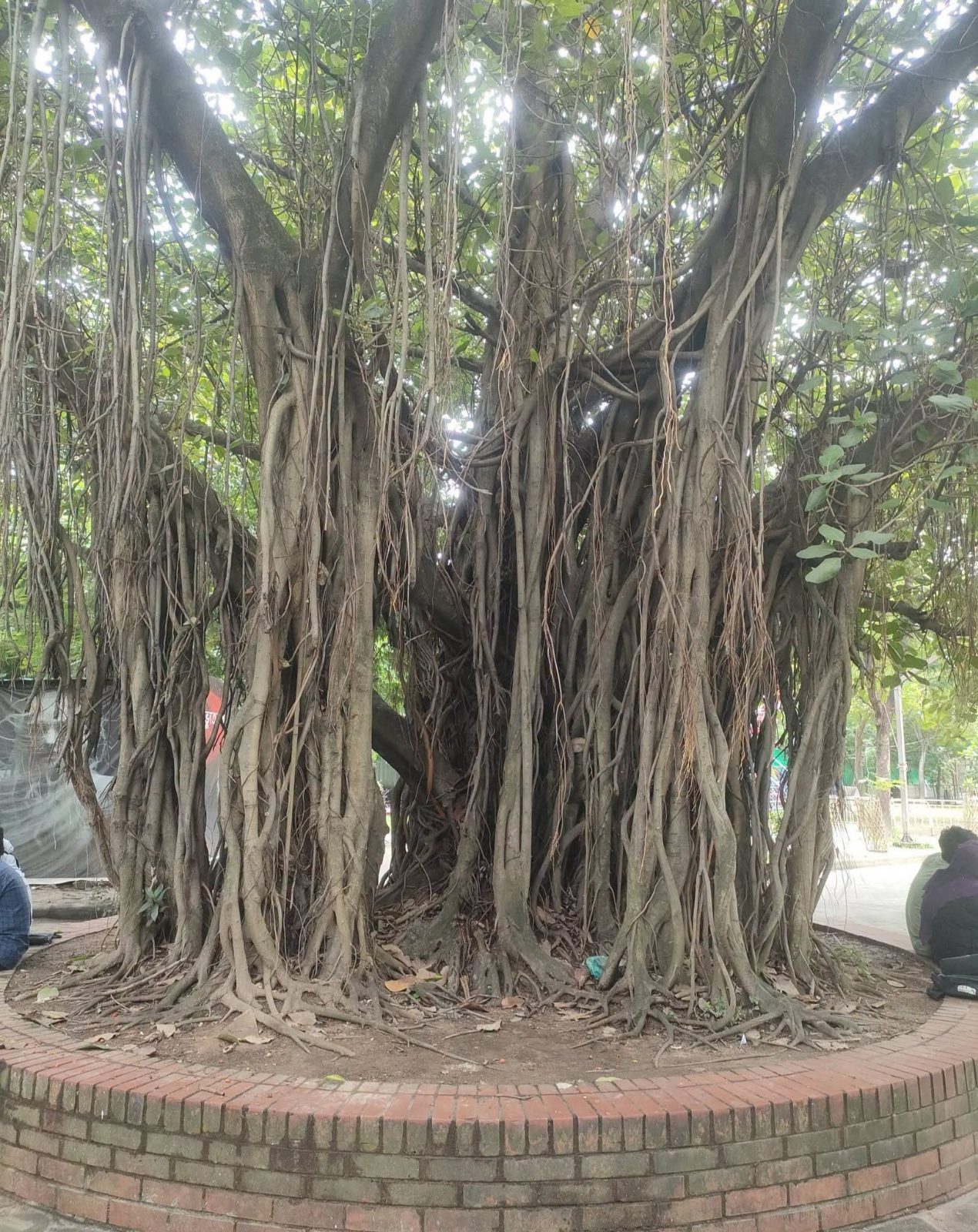 গুলিস্তান পার্ক / শহীদ মতিউর পার্ক: ছবি ৩