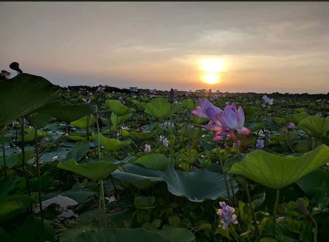 দড়িজাহাঙ্গীরপুর পদ্মবিল: ছবি ২