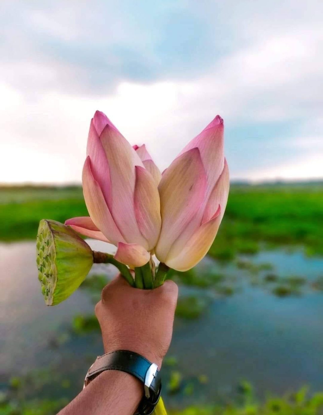 দড়িজাহাঙ্গীরপুর পদ্মবিল: ছবি ৩
