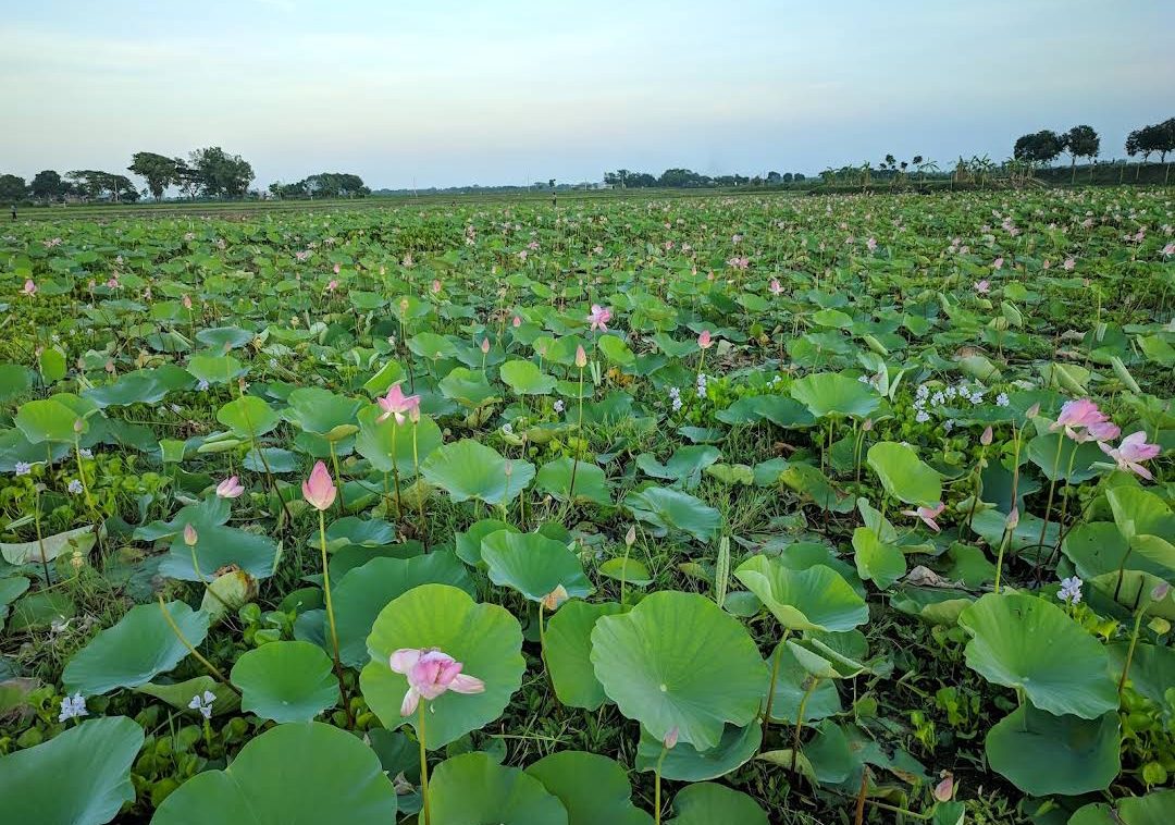 দড়িজাহাঙ্গীরপুর পদ্মবিল: ছবি ৪