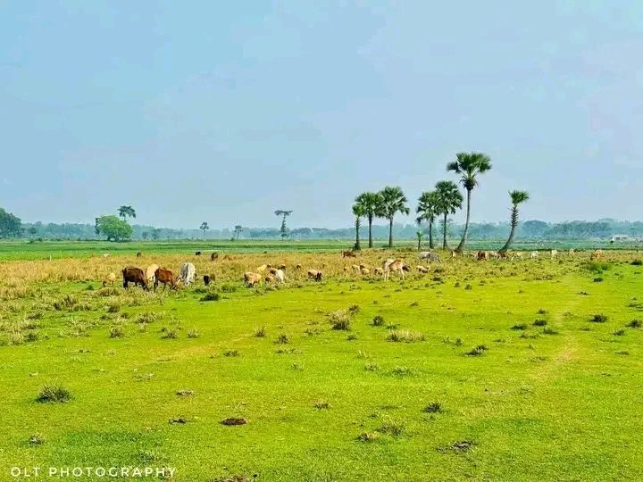 হারবা বিল: ছবি ৩
