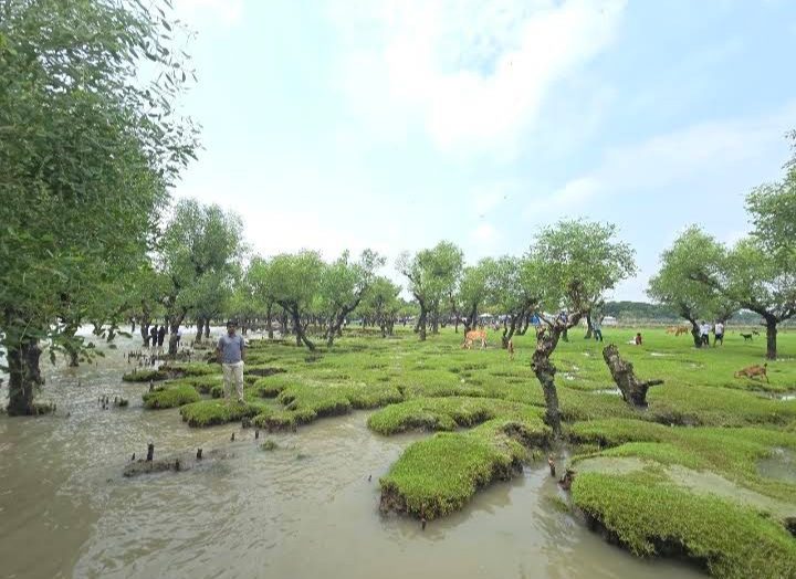 নিদ্রার চর (নিদ্রা সমুদ্র সৈকত/ডিসি পয়েন্ট), তালতলী, বরগুনা