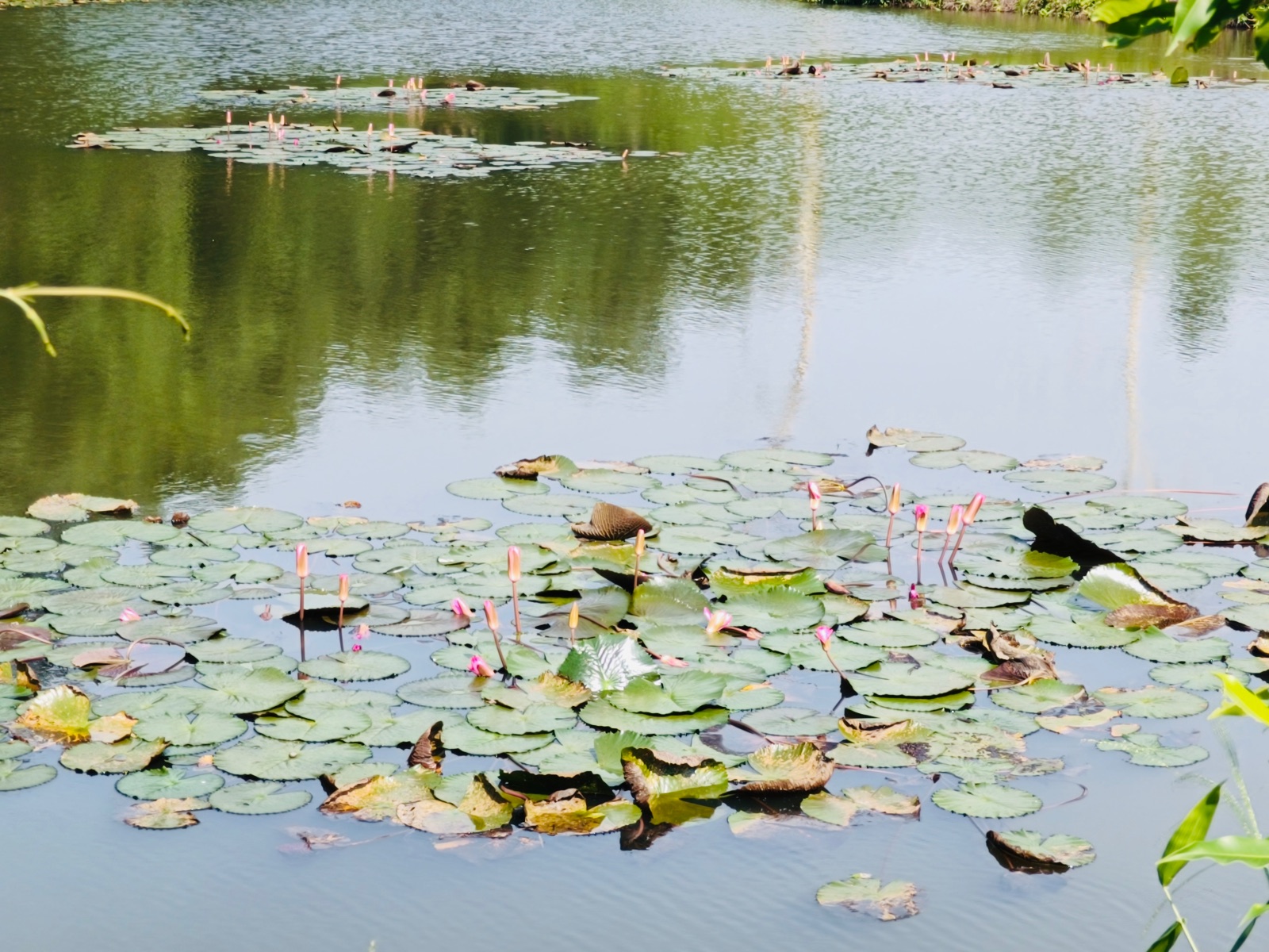 বেকি লেক: ছবি ৩