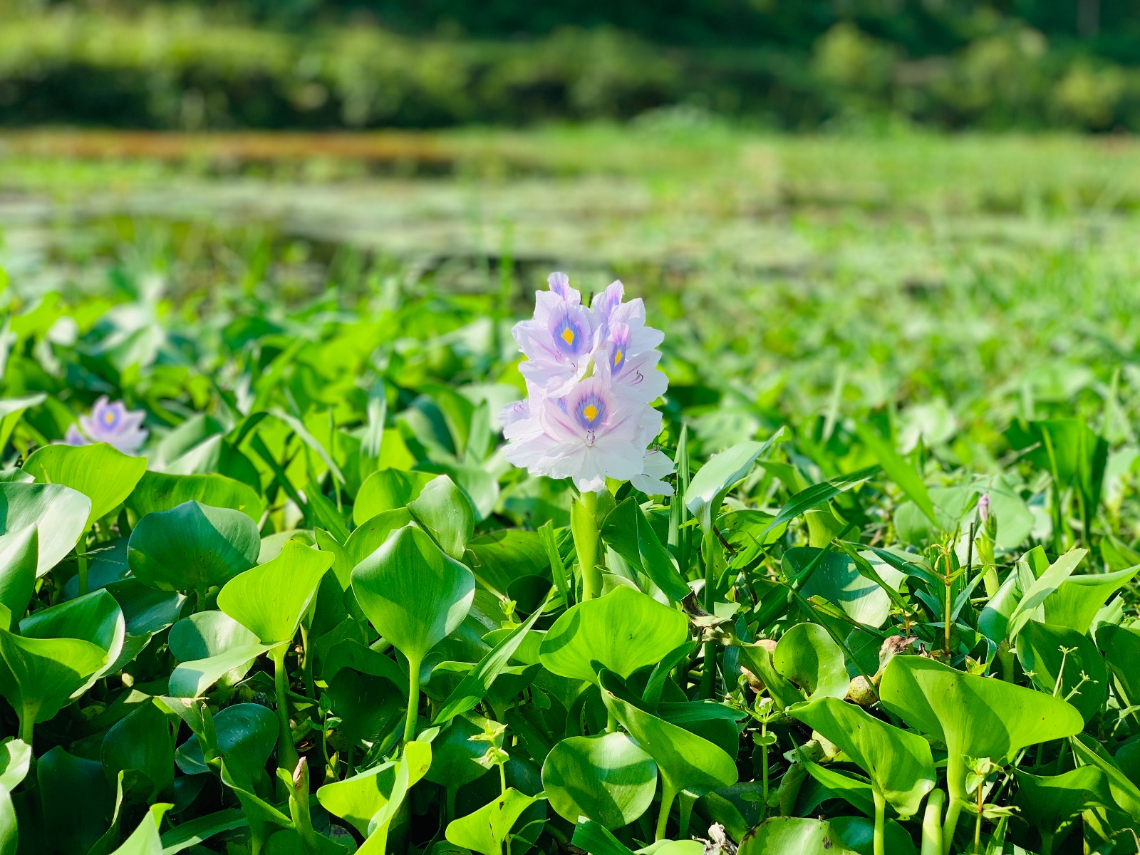 বেকি লেক: ছবি ৪