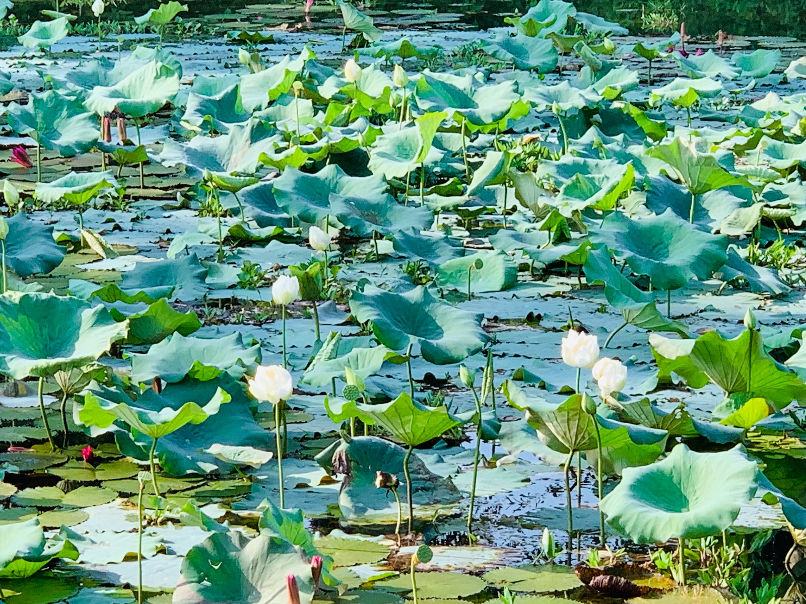 বেকি লেক: ছবি ৯
