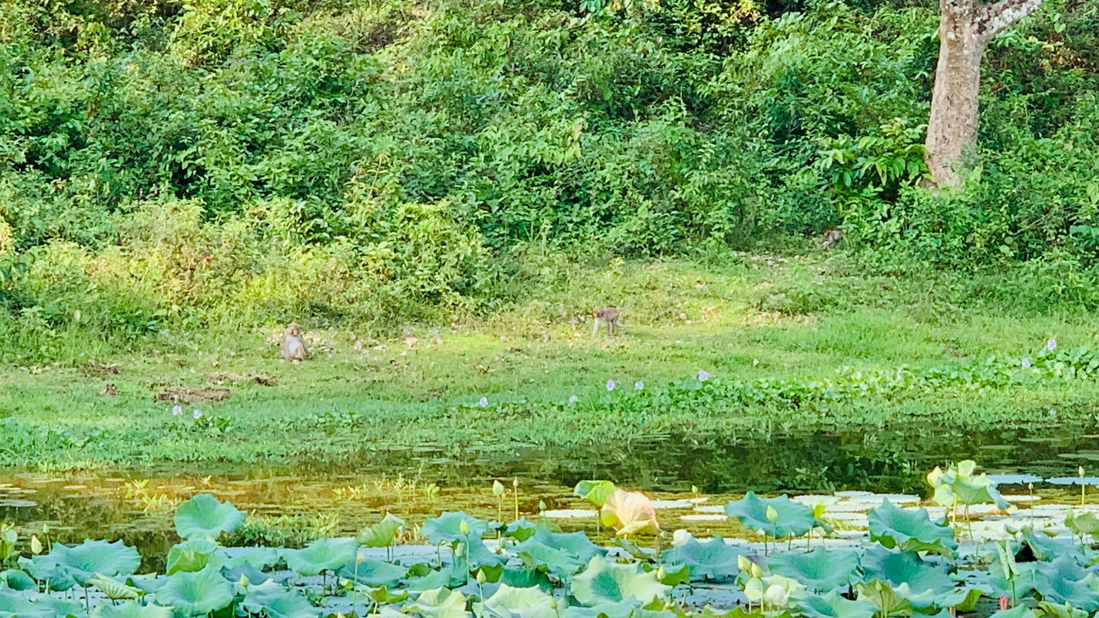 বেকি লেক: ছবি ১০